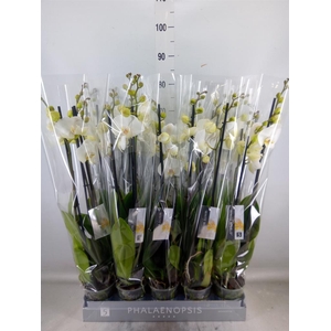 Phalaenopsis  'White World'