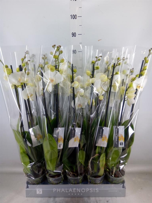 <h4>Phalaenopsis  'White World'</h4>