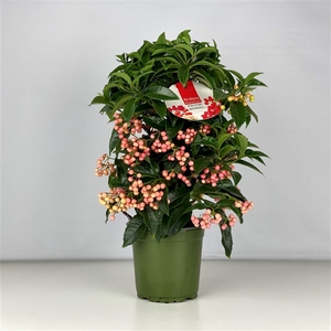 Ardisia crenata Bospremium Pink 2024