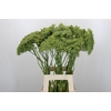 Ammi Visnaga Green Mist