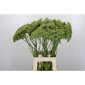 Ammi Visnaga Green Mist