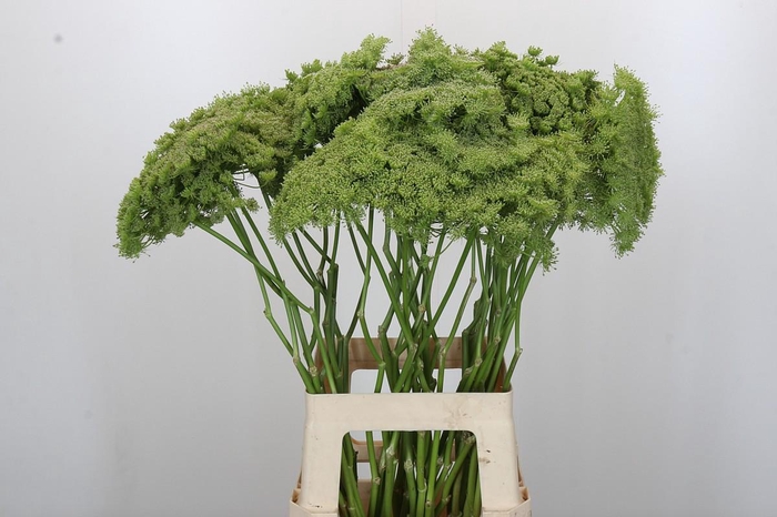 <h4>Ammi Visnaga Green Mist</h4>
