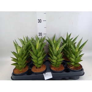 Sansevieria cyl.  ...