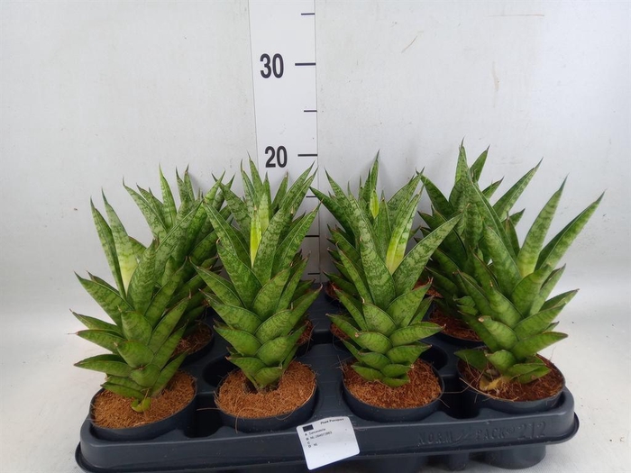 <h4>Sansevieria cyl.  ...</h4>