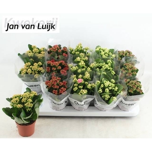 KALAN CALAN LUIJK MIX P9