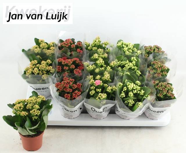<h4>KALAN CALAN LUIJK MIX P9</h4>