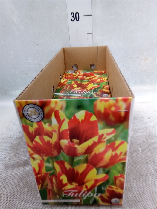 <h4>Tulipa   ...flowerbulbs</h4>