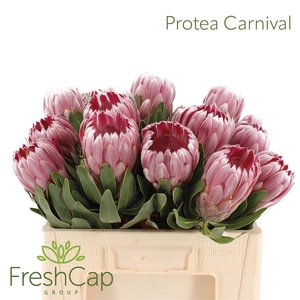 Protea  'Carnival'