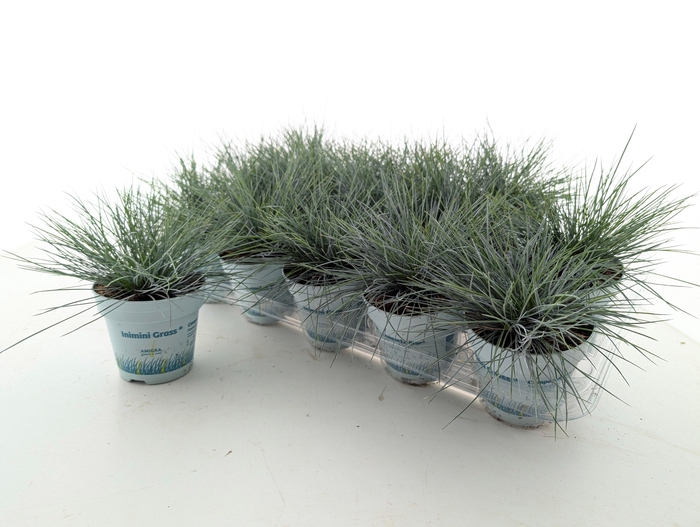 Fest Gl Compact Blue