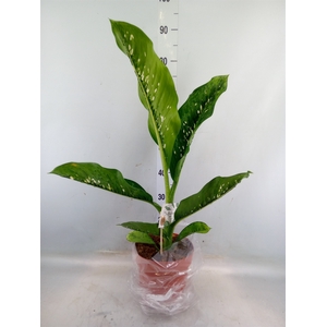 Dieffenbachia seg. 'Caiman'