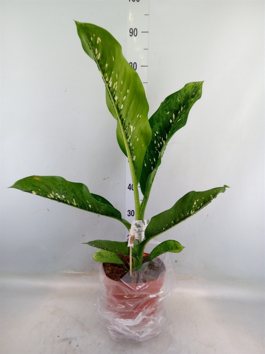 <h4>Dieffenbachia seg. 'Caiman'</h4>