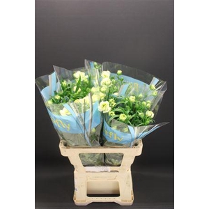 Ran Butterfly Graces 60cm