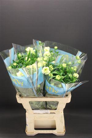 <h4>Ran Butterfly Graces 60cm</h4>