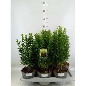 Euonymus japon. 'Green Spire'