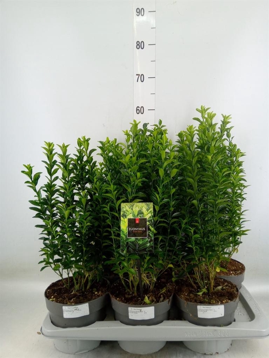 <h4>Euonymus japon. 'Green Spire'</h4>