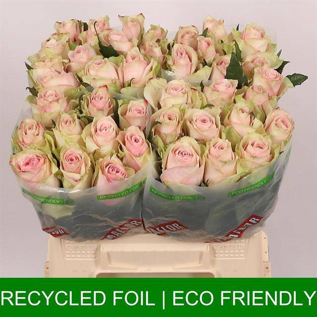 <h4>R Gr Pink Athena Extra Lolo</h4>