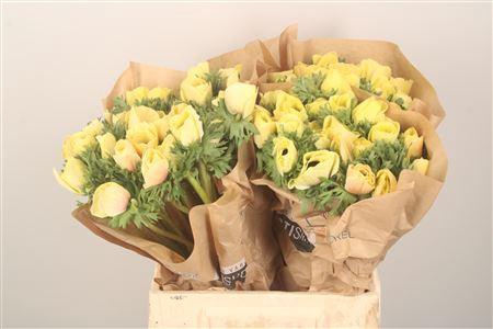 <h4>Anemone Powder Yellow</h4>