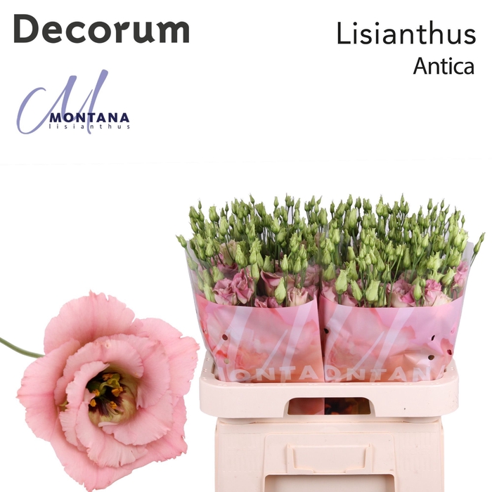 <h4>Lisianthus Antica 70cm</h4>