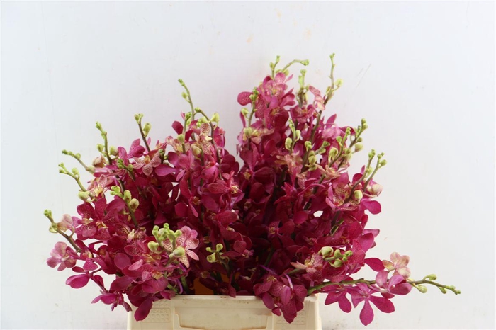 <h4>Mokara Calypso</h4>