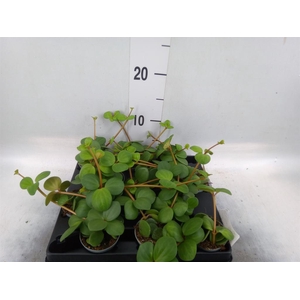 Peperomia
