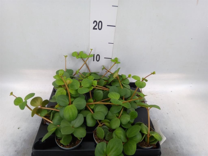 <h4>Peperomia</h4>