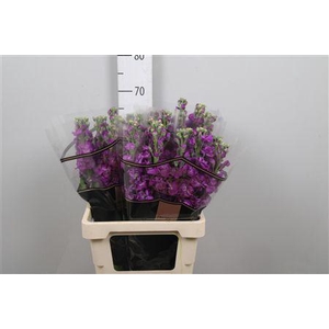 Matth Impala Purple