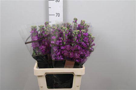 <h4>Matth Impala Purple</h4>