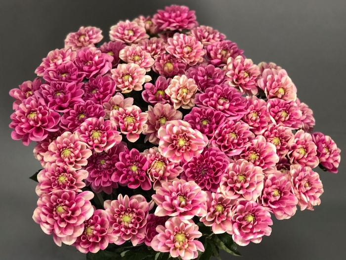 Dahlia Bronze