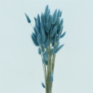DRIED LAGURUS BLEACHED LIGHT BLUE PB