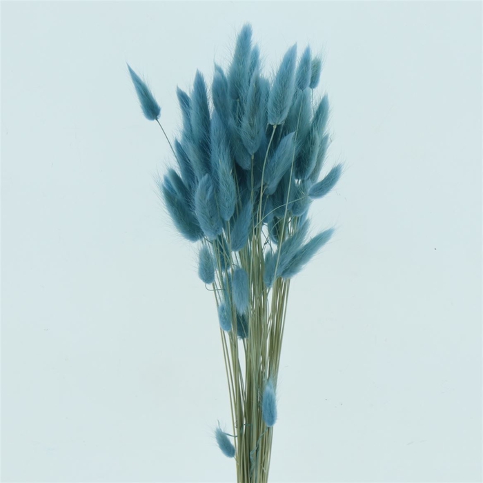 <h4>DRIED LAGURUS BLEACHED LIGHT BLUE PB</h4>