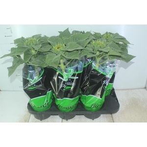 GIRASSOL MINI SUN BRIGHT P15