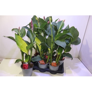 Canna Cannova Gem