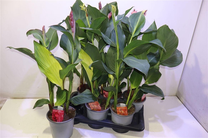 <h4>Canna Cannova Gem</h4>