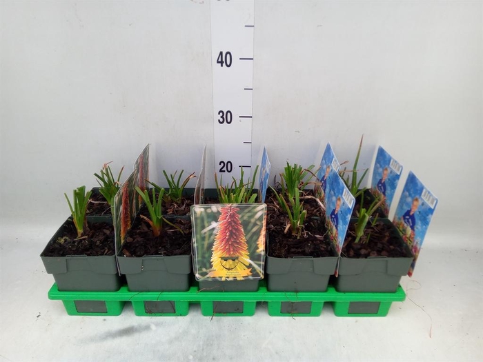 <h4>Kniphofia uvaria</h4>
