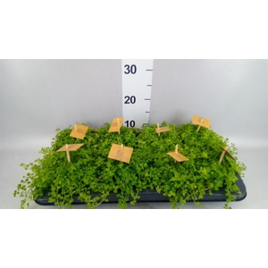 Pilea depressa