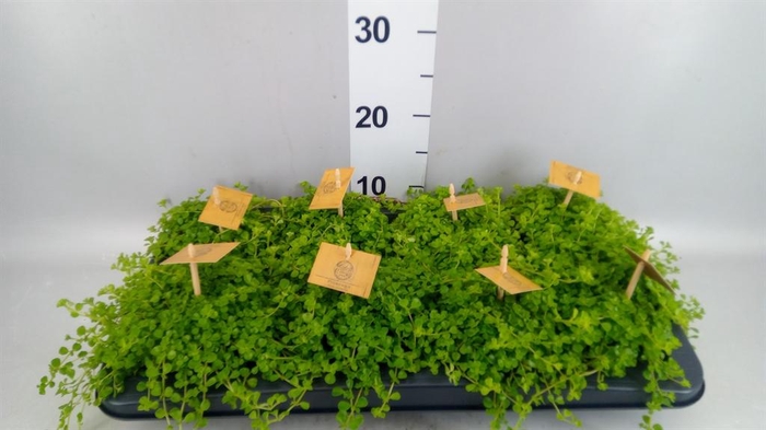 <h4>Pilea depressa</h4>