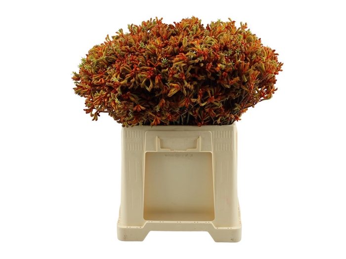 <h4>Anigozanthos Oranje 60cm</h4>