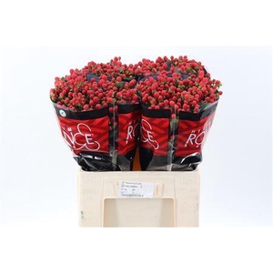 Hyp True Romance Xl 60cm