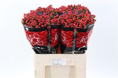 <h4>Hyp True Romance Xl 60cm</h4>