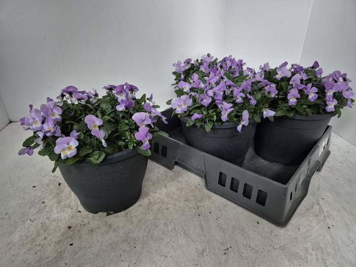 <h4>Vio Co Sor Lav Pink</h4>