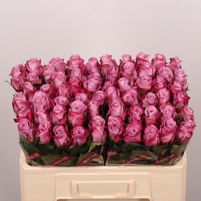 <h4>R GR MARITIM</h4>