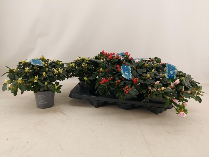 <h4>RHODO SI V GEM 4 SRT</h4>