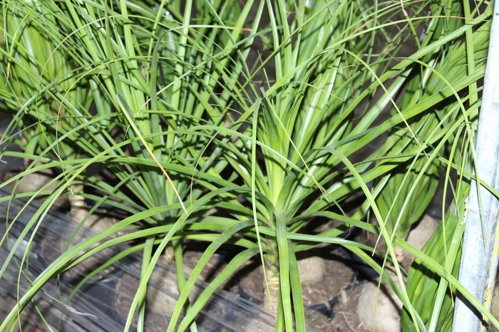 <h4>BEAUCARNEA P24</h4>