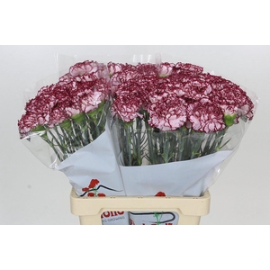 Dianthus St Olympia