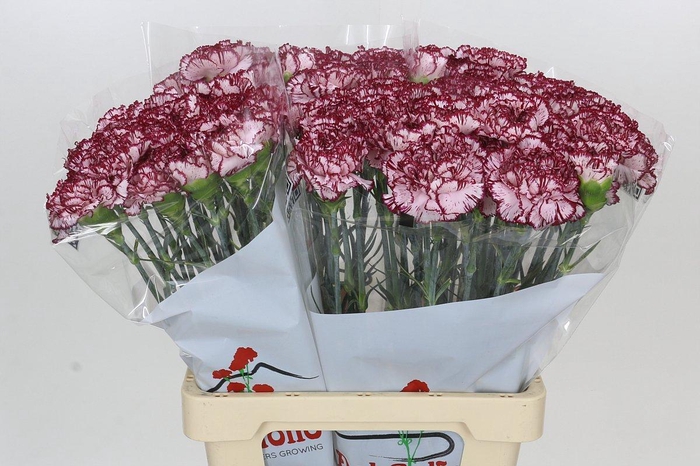 <h4>Dianthus St Olympia</h4>
