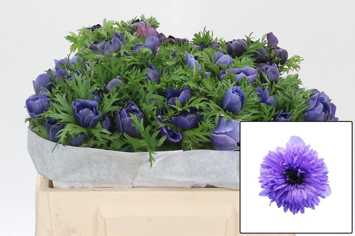 <h4>ANEM CO LEVAN BLU</h4>