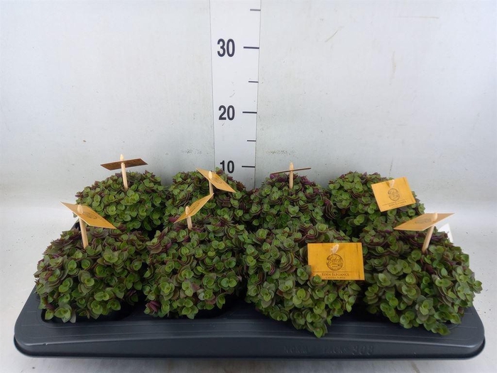 <h4>Callisia repens 'Turtle'</h4>