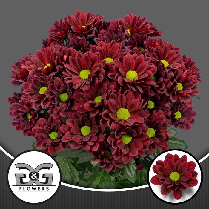 <h4>CHRYSANTHEMUM TR 'MEXICANO'</h4>