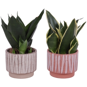 Sansevieria Compacta mix Ø09cm in Ø11cm Ceramic NT667