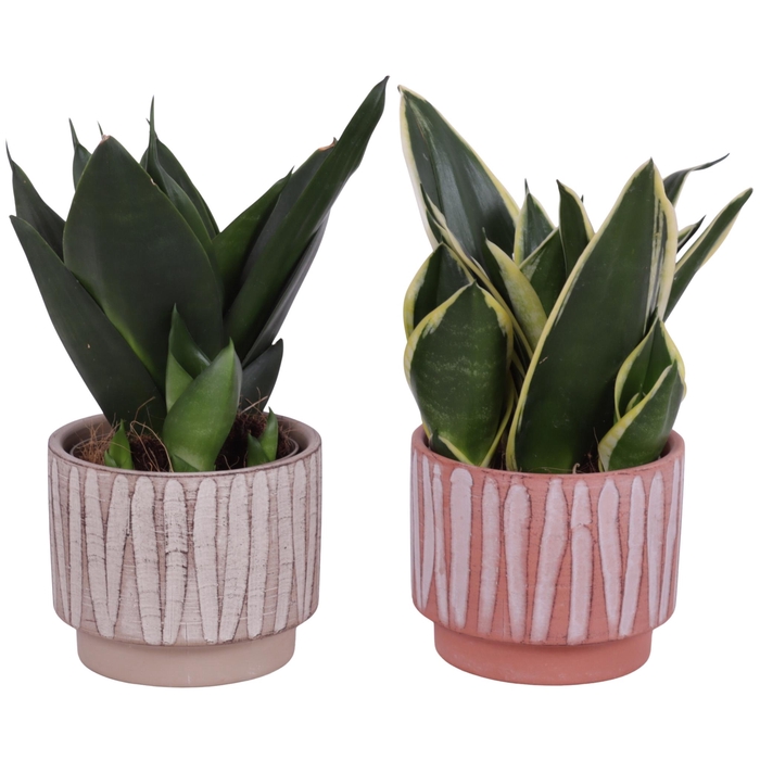 <h4>Sansevieria Compacta mix Ø09cm in Ø11cm Ceramic NT667</h4>